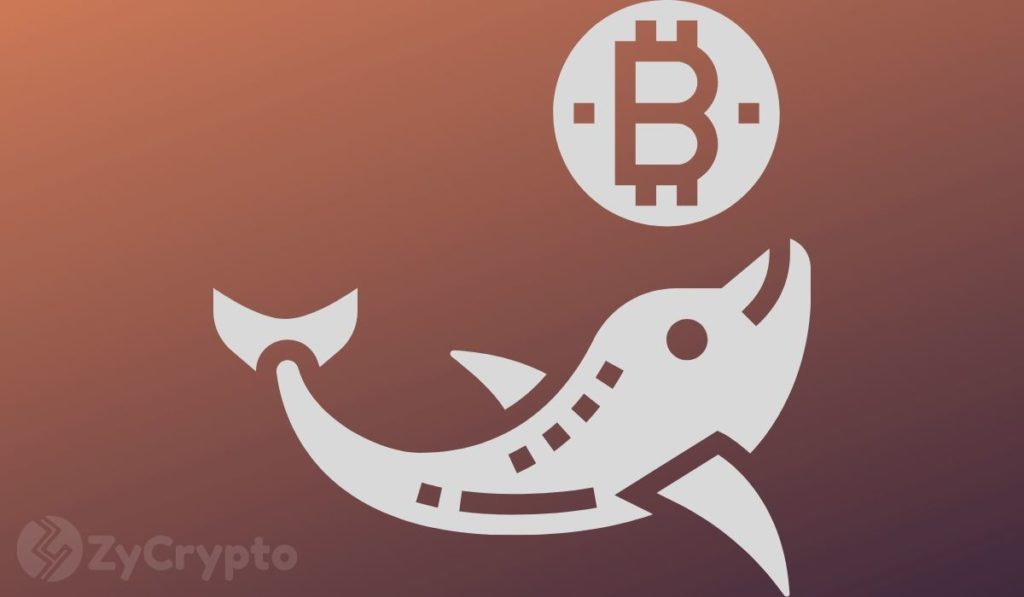 Bitcoin Whales Back On The Pitch With Billion-Dollar Moves