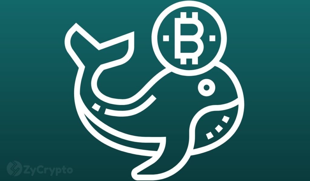  whales bitcoin extending largest high distance record 