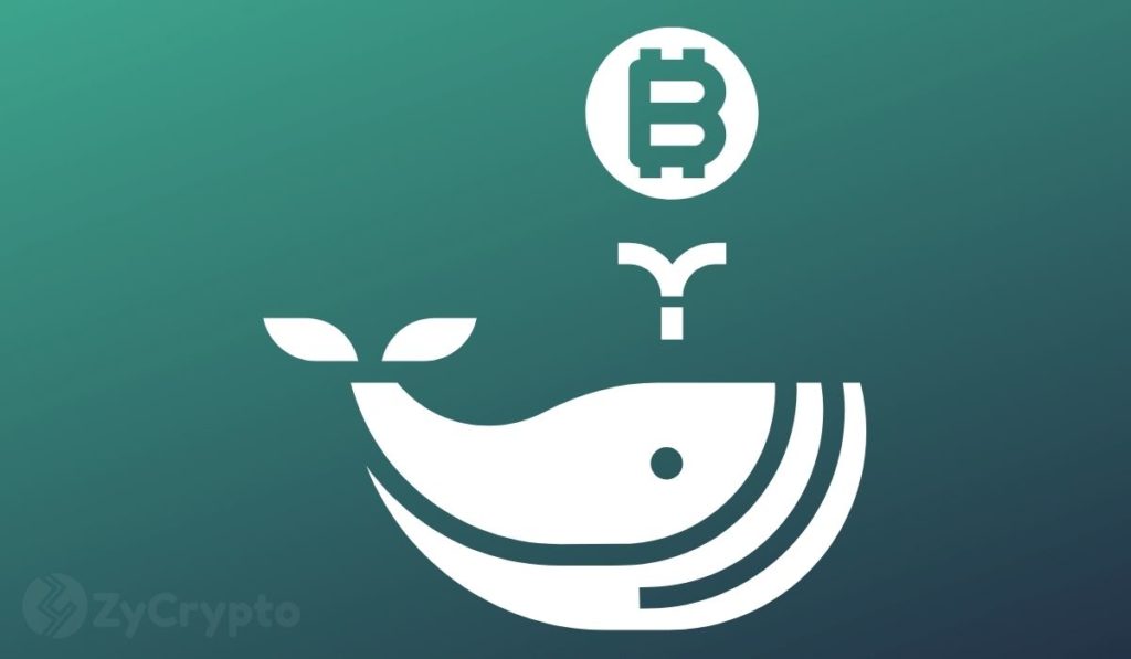 Mega Whales Are On A Bitcoin Shopping Spree  Now Own The Largest Supply Of BTC In A Year