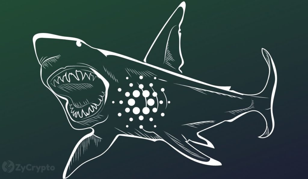 Cardano Whale Transactions Signal Way More Upside As ADA Closes 1st Green Month After 7 Reds