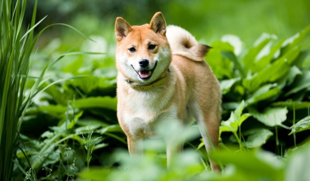 What Happens After Whales Scoop 5.1 Billion Shiba Inu Coins?