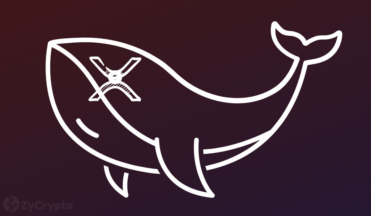  xrp intriguing particularly whale transactions concurrent accumulation 