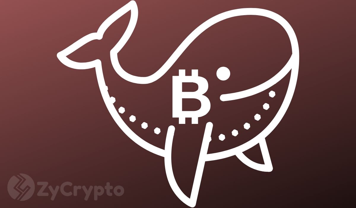 Mysterious Bitcoin Whale Purchasing Up to 1,600 BTC Daily Sparks Speculation