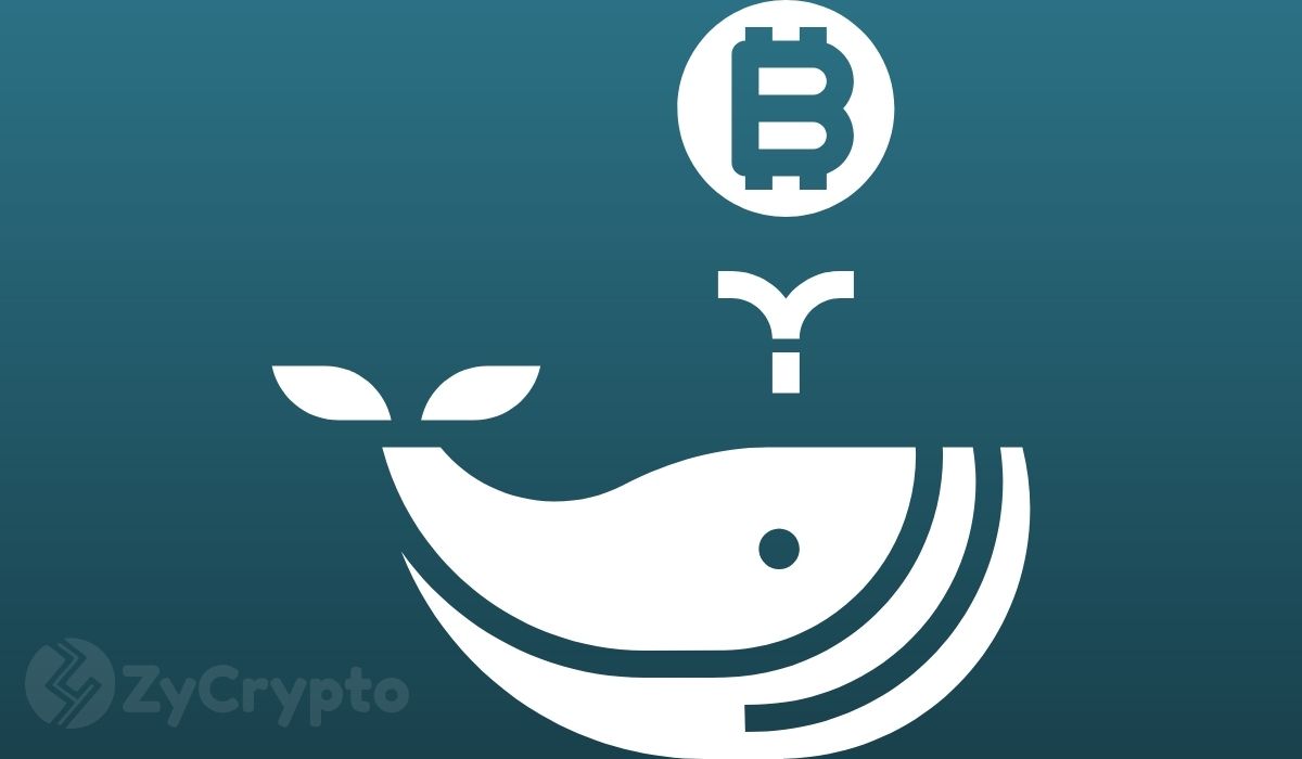 Le balene stanno "divorando" Bitcoin anche con il recente crollo del mercato