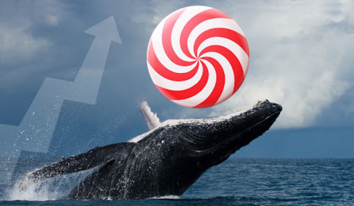 CANDYDEX Eyes Explosion As Whales Now Hold Over 23% Of CANDYDEX Tokens
