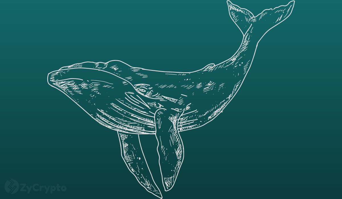Crypto Whales Load Up On XRP and MATIC, Defying Market Uncertainty – On-Chain Data Reveals